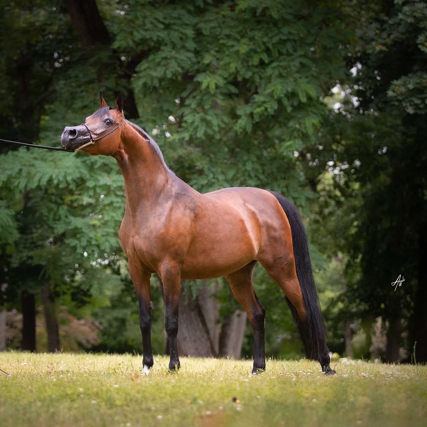 PSYCHE DIANA — Mare · 13y